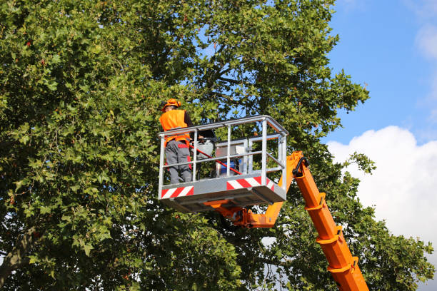 Professional  Tree Services in Clayton, GA