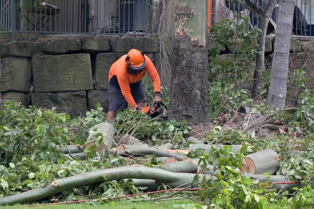 Why Choose Our Tree Removal Services in Clayton, GA?